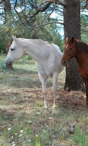 Ginger and buddy
